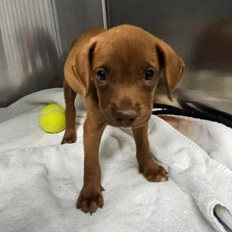 A baby medium-sized female Mixed Breed dog named Baked Beans for adoption in Martinsville, VA