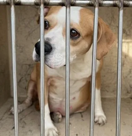 An adult medium-sized female Terrier dog named Jolene for adoption in Oklahoma City, OK