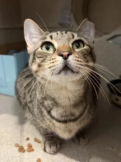 An adult medium-sized female Domestic Short Hair cat named Fig for adoption in Washington, DC