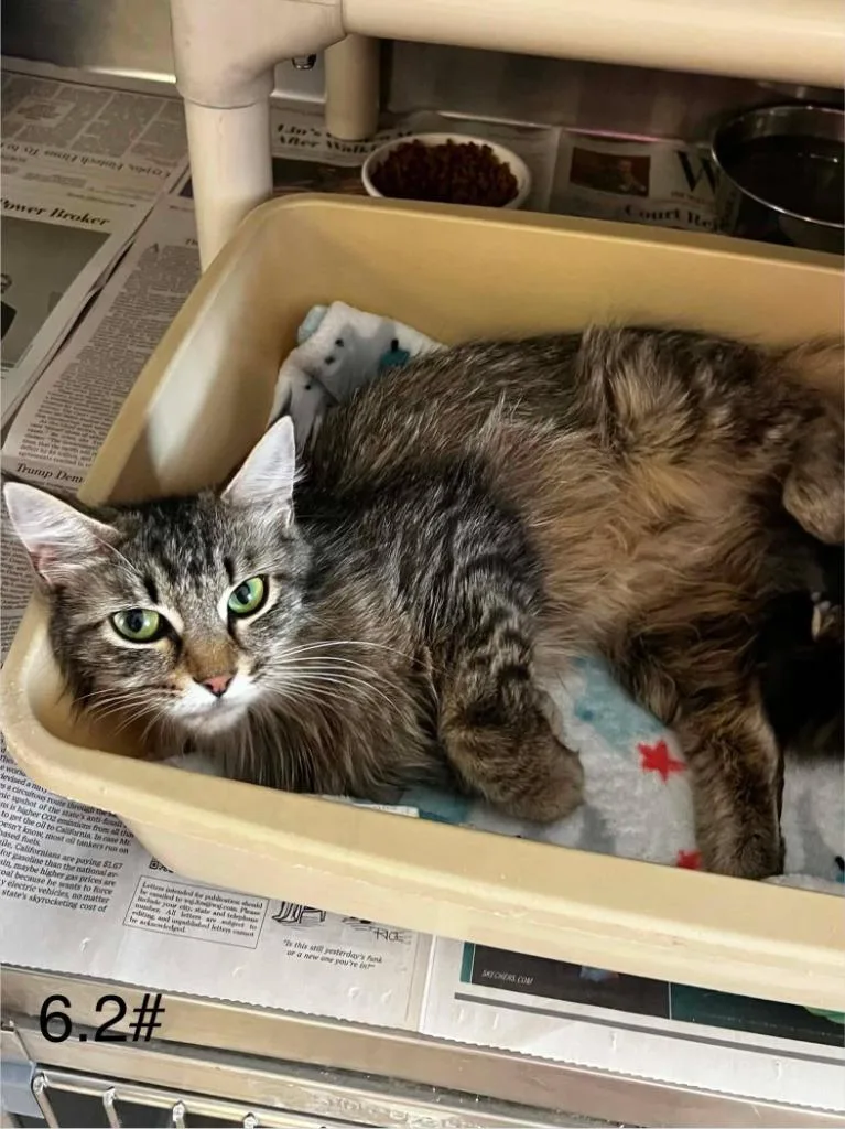 A young medium-sized female Domestic Medium Hair cat named Hope for adoption in Sunrise Beach, MO