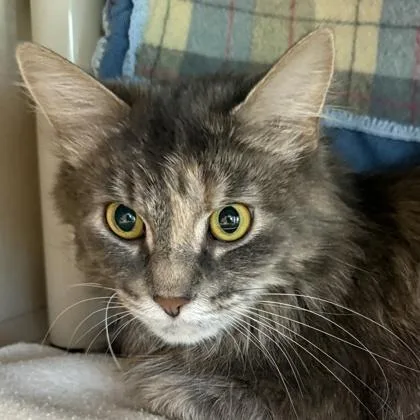 An adult medium-sized female Buff / Tan / Fawn Domestic Medium Hair cat named Kesha for adoption in Lansing, MI