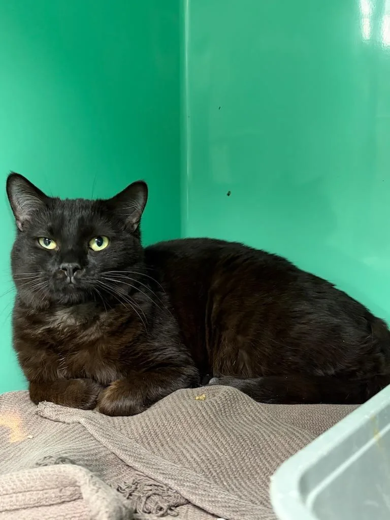 A young medium-sized male Black Domestic Short Hair cat named Dipstick for adoption in Howell, MI