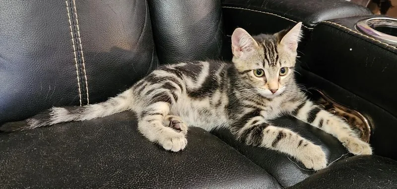 A baby medium-sized female Tabby (Brown / Chocolate) Domestic Short Hair cat named Coconut for adoption in Oceanside, CA
