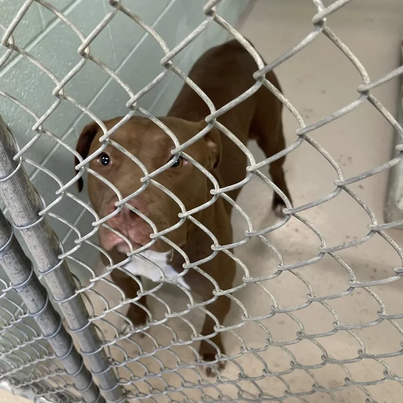 A baby small-sized male Mixed Breed dog named Juliet for adoption in Newark, NJ
