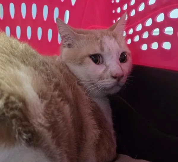 A young small-sized male Domestic Short Hair cat named Chente for adoption in San Diego, CA