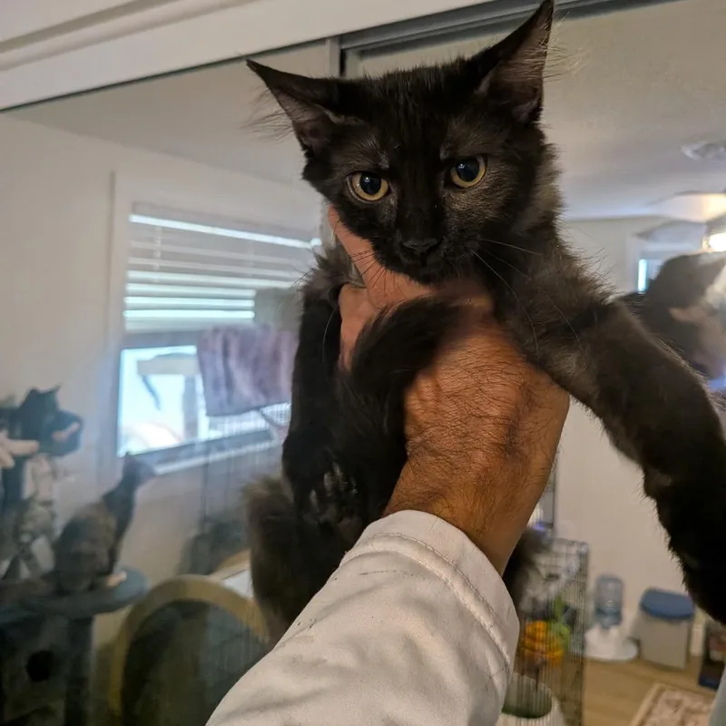A baby small-sized male Black Domestic Medium Hair cat named Reply All for adoption in Port Richey, FL