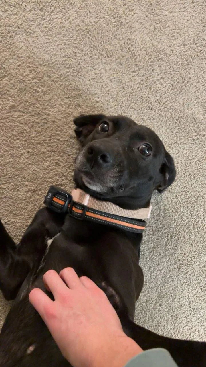 An adult medium-sized female Black Labrador Retriever dog named Karen for adoption in Covington, KY