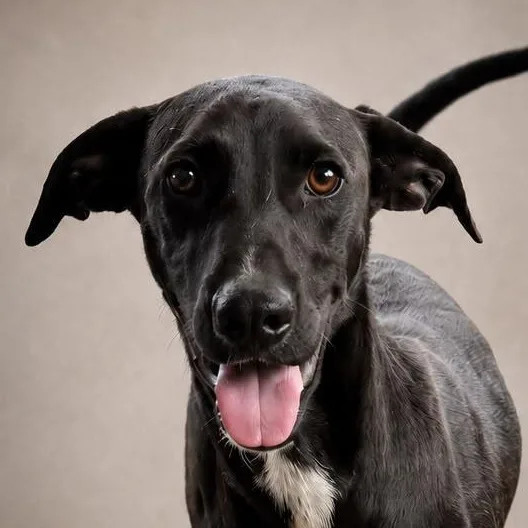 A baby large-sized male Black Labrador Retriever dog named Winston for adoption in New York, NY