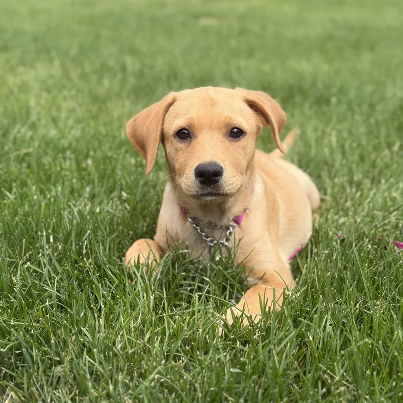 A baby large-sized female Yellow / Tan / Blond / Fawn Labrador Retriever dog named Lina for adoption in Yaphank, NY