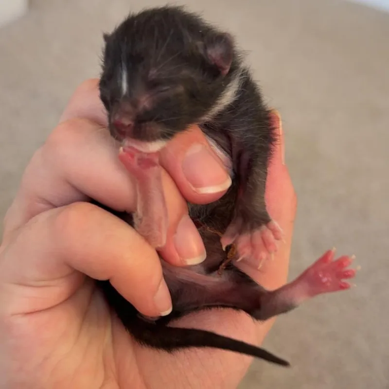 A baby small-sized male Black Extra-Toes Cat / Hemingway Polydactyl cat named Tivon for adoption in Columbiana, AL