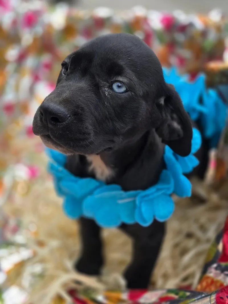 A young medium-sized male Labrador Retriever dog named Andy  Months Ava for adoption in Sterling, MA