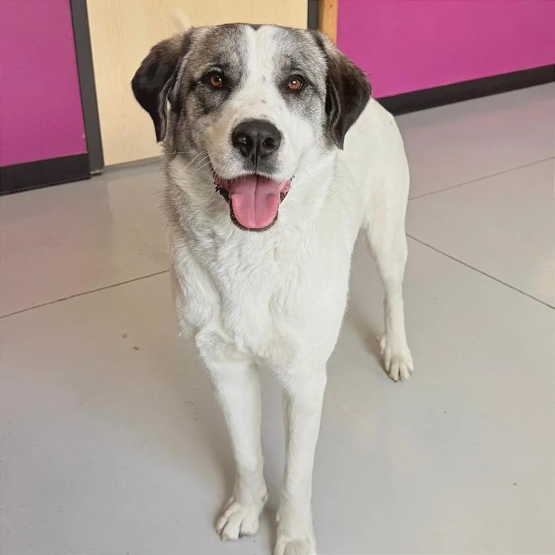 A young large-sized female White / Cream Mixed Breed dog named Sadie for adoption in Ponca City, OK