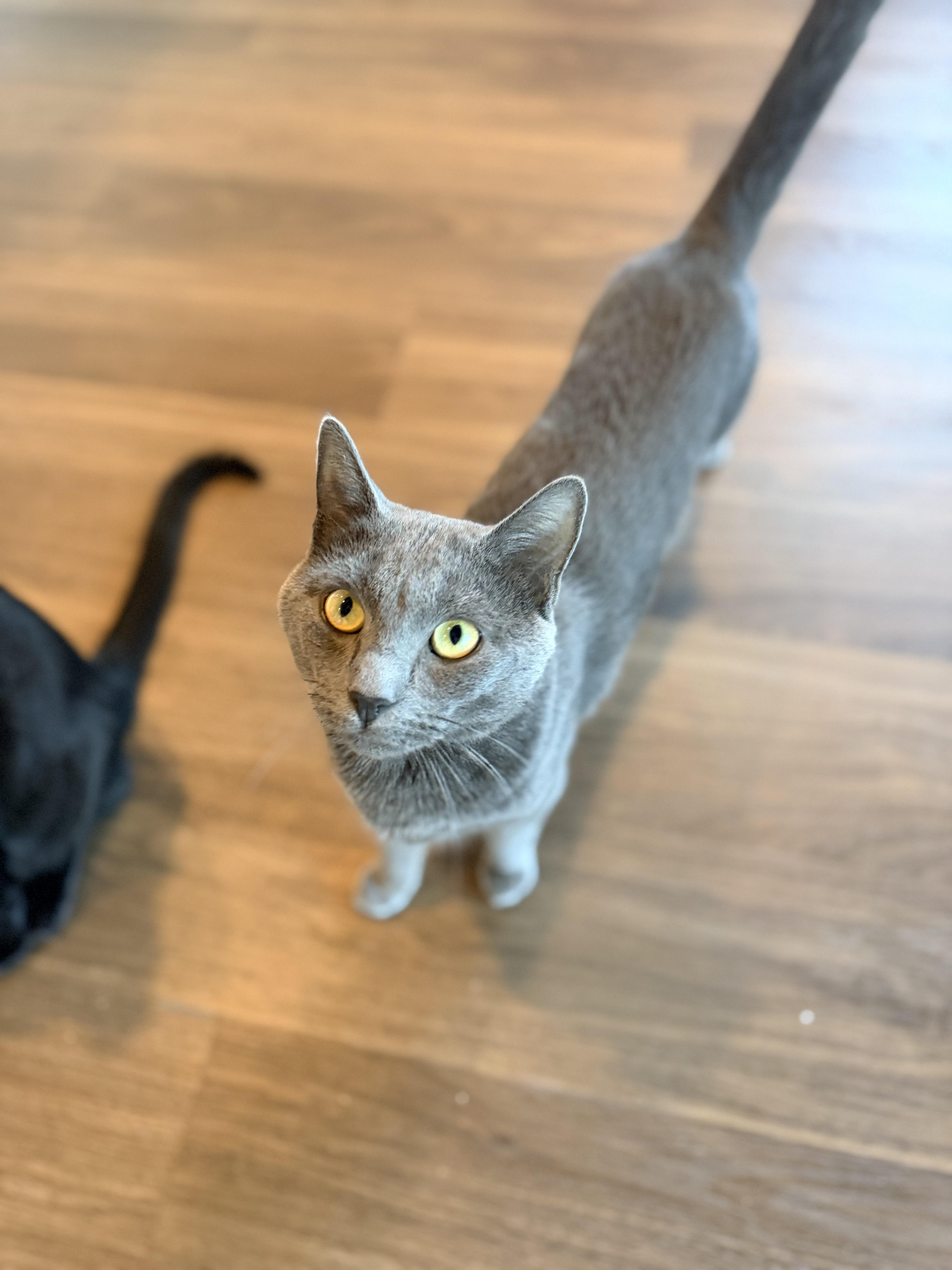 An adult medium-sized male Domestic Short Hair cat named Beetle for adoption in Bellmawr, NJ