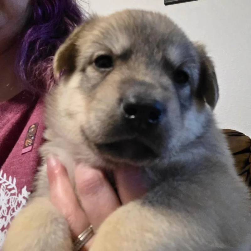 A baby small-sized male White / Cream Mixed Breed dog named Jasper for adoption in Bismarck, ND