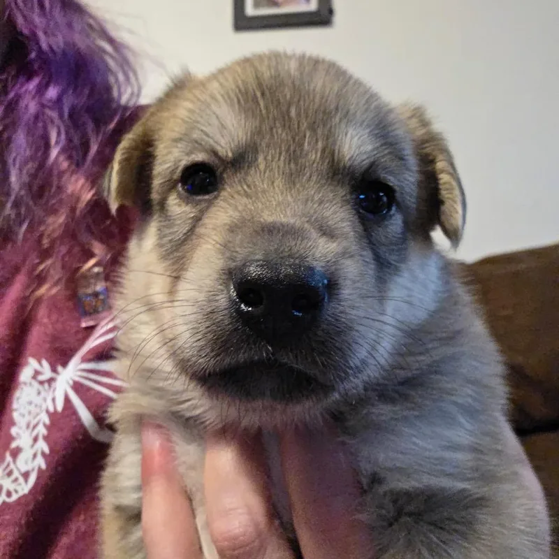 Jasper thumbnail 2