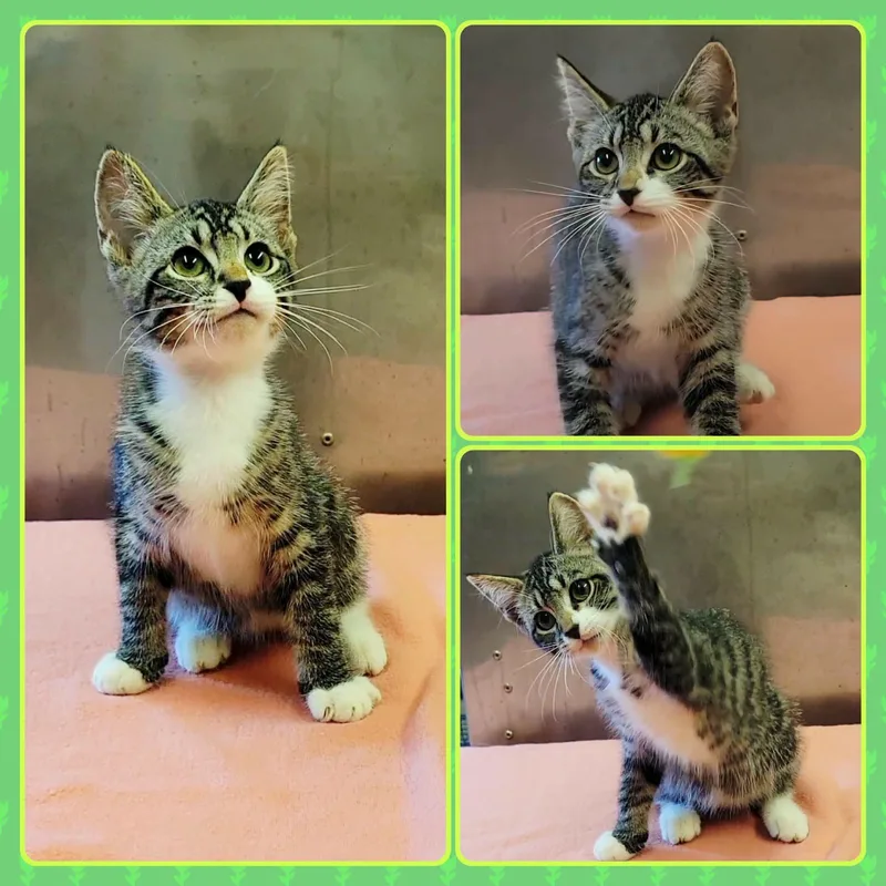 A baby small-sized male Tabby (Gray / Blue / Silver) Domestic Short Hair cat named Luigi for adoption in Buckhannon, WV