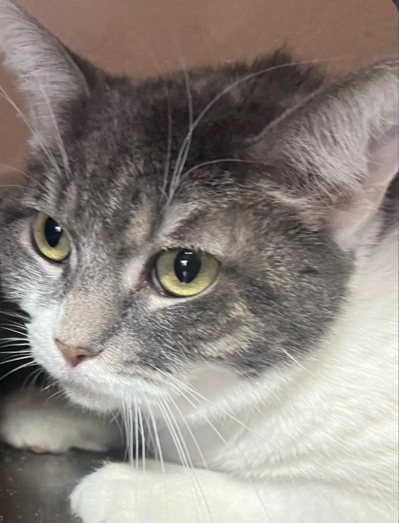 An adult medium-sized female Domestic Short Hair cat named Millie for adoption in Phoenix, AZ