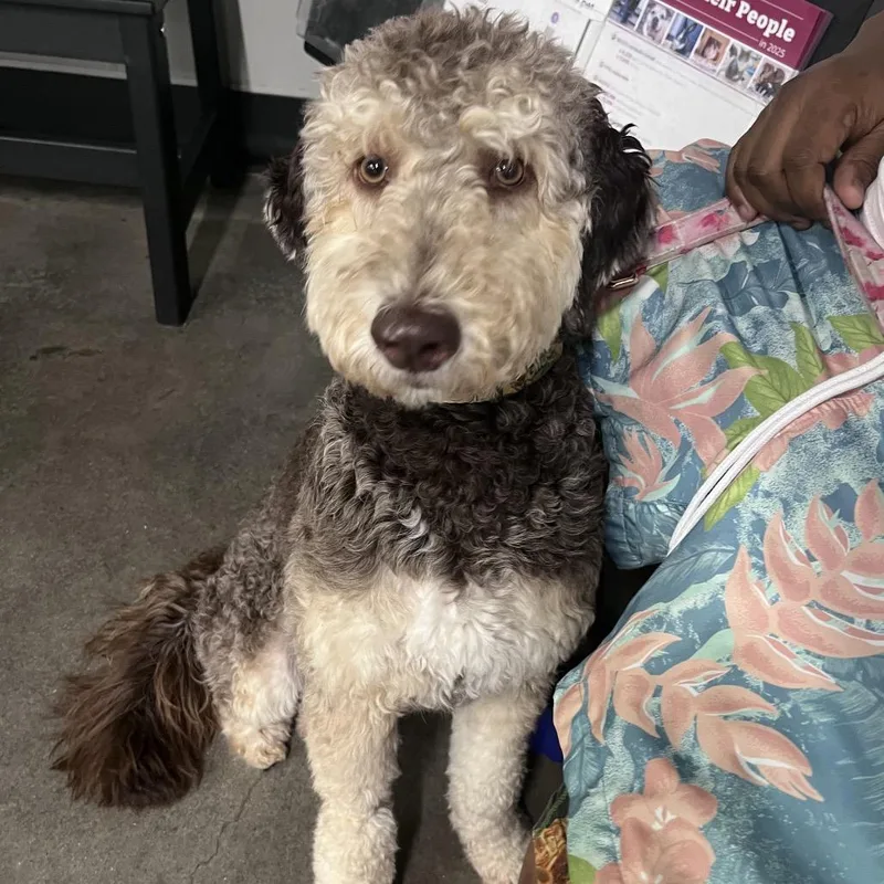 An adult medium-sized female Brown / Chocolate Poodle dog named Roux for adoption in Tampa, FL
