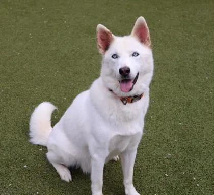An adult large-sized male Mixed Breed dog named Bruce for adoption in Athens, GA
