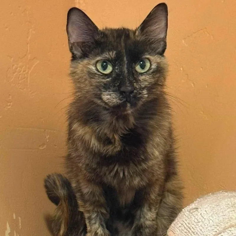 An adult small-sized female Tortoiseshell Domestic Short Hair cat named Heartland for adoption in Tucson, AZ