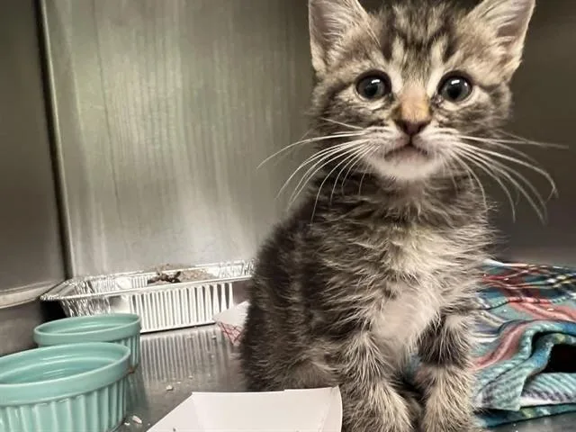 A baby small-sized female Domestic Short Hair cat named Cake for adoption in Tustin, CA