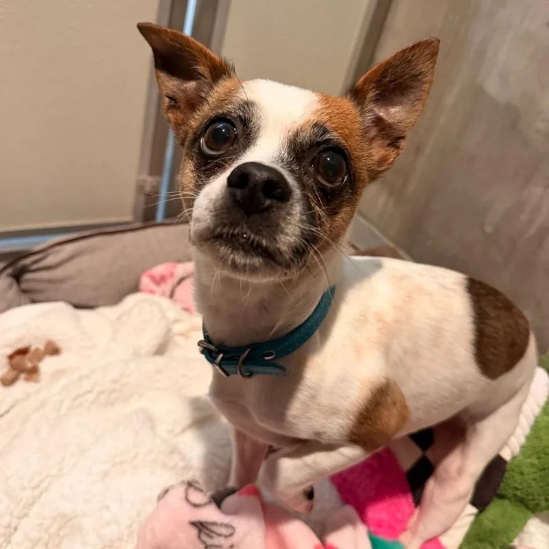 An adult small-sized female White / Cream Jack Russell Terrier dog named Penny for adoption in Port Angeles, WA