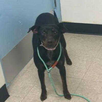 An adult medium-sized female Black Miniature Pinscher dog named Grace for adoption in Bastrop, TX