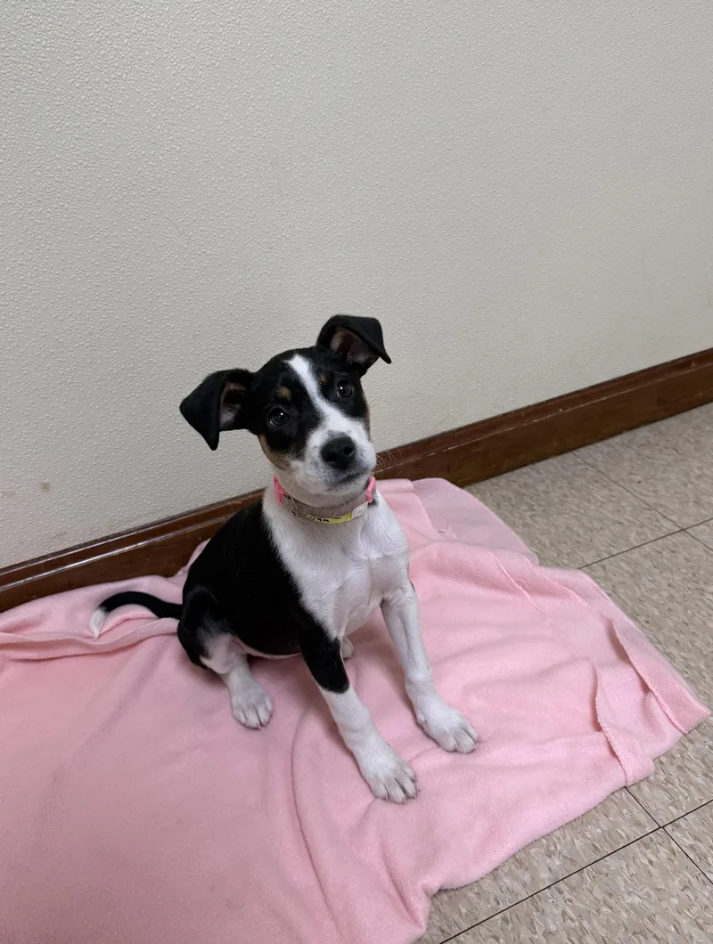A baby medium-sized female White / Cream Australian Shepherd dog named Iris for adoption in Douglas, MA