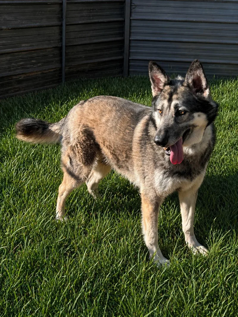 Lakota