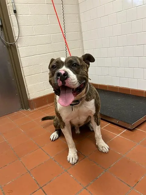 A young large-sized male American Staffordshire Terrier dog named Meatball for adoption in Camarillo, CA
