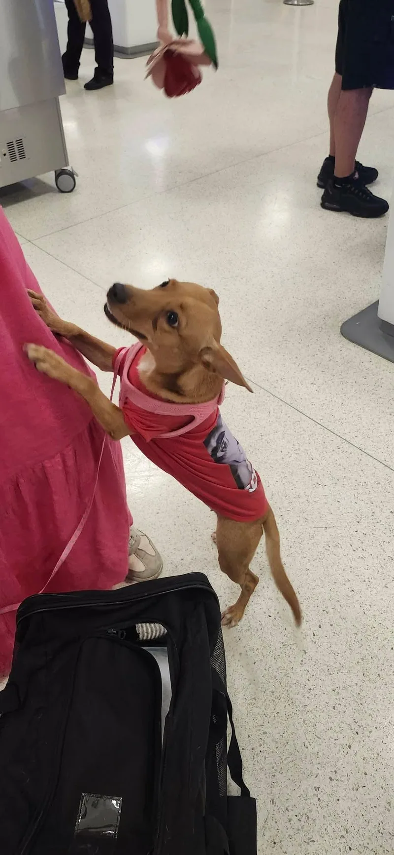 A young small-sized female Golden Chihuahua dog named Vela for adoption in Monroe, VA