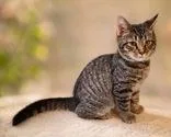 A young medium-sized male Tabby (Gray / Blue / Silver) Domestic Short Hair cat named Daniels for adoption in Portsmouth, OH
