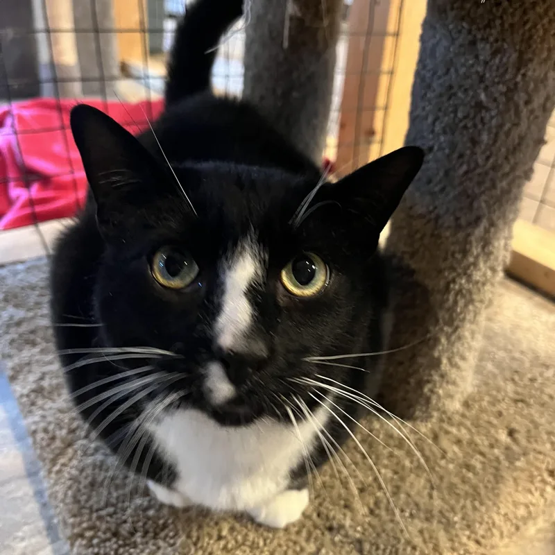 Rigoletto thumbnail 2