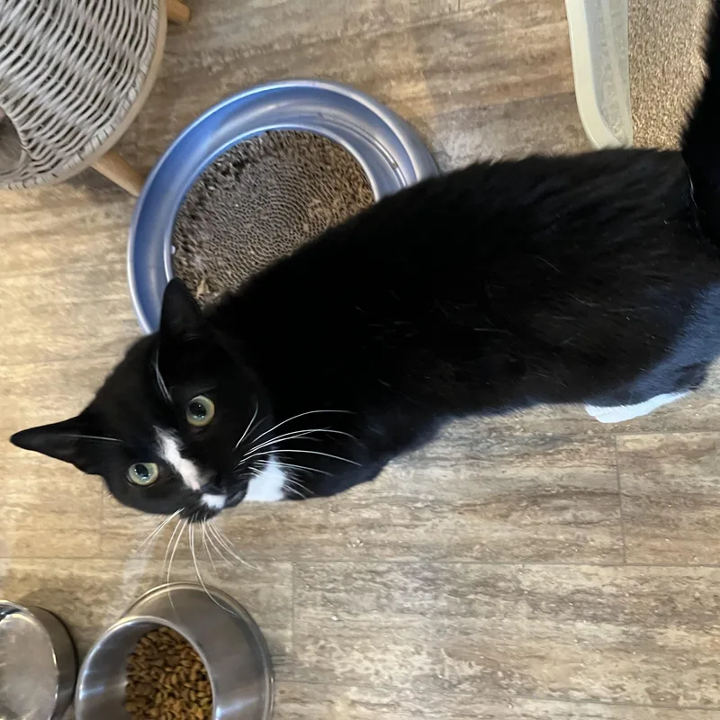 Rigoletto thumbnail 3