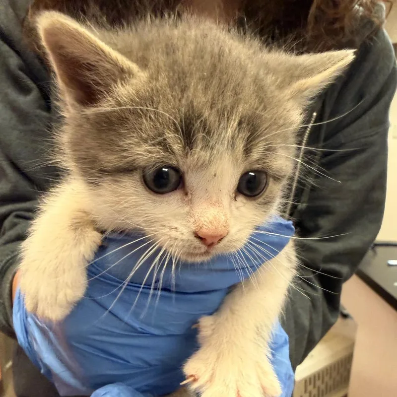 A baby small-sized female Gray / Blue / Silver Domestic Short Hair cat named Anaheim for adoption in Flagstaff, AZ