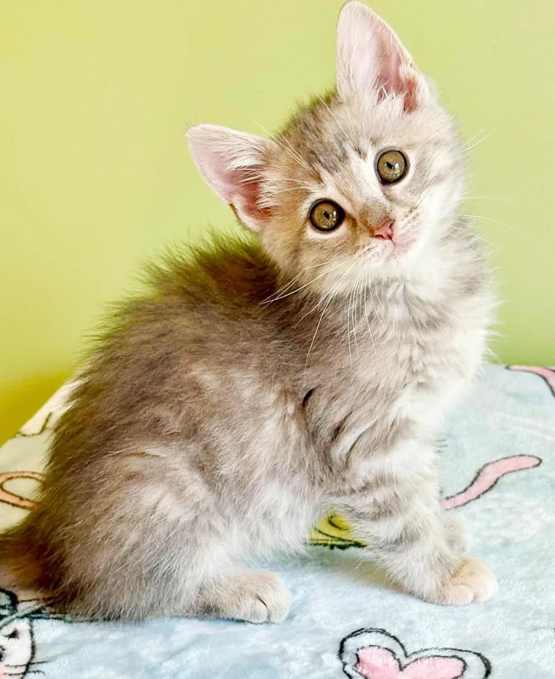 A baby small-sized female Tabby (Gray / Blue / Silver) Tabby cat named Maxine is a silver for adoption in Bedford Hills, NY