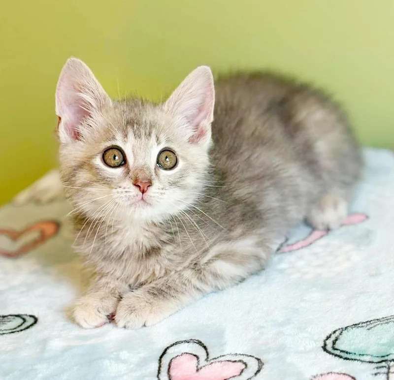 Maxine is a silver thumbnail 3