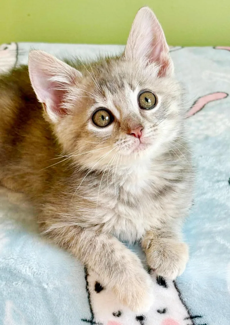 Maxine is a silver thumbnail 4