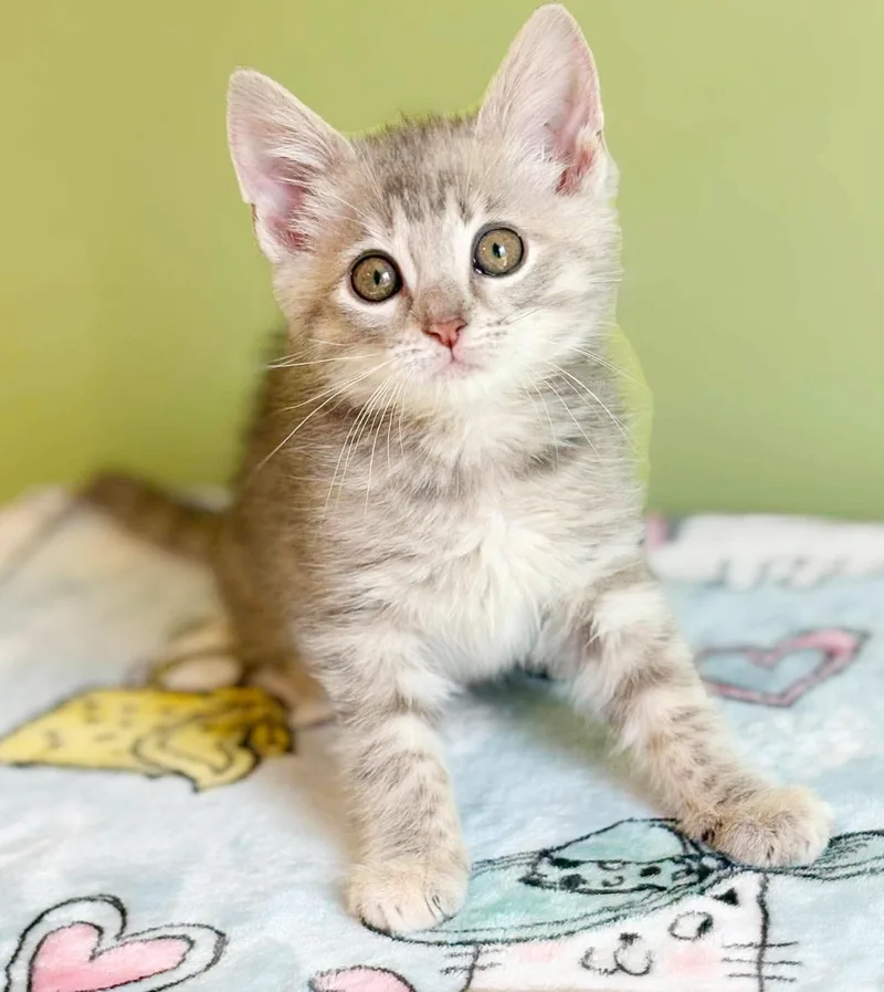 Maxine is a silver thumbnail 5