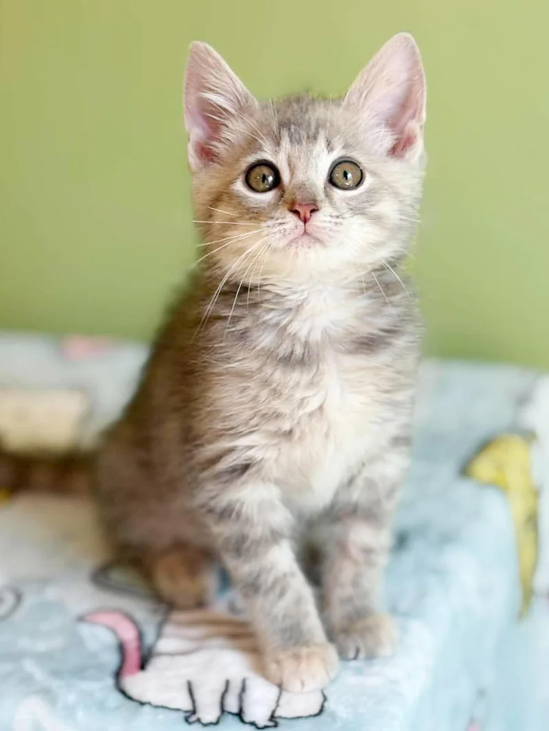 Maxine is a silver thumbnail 6