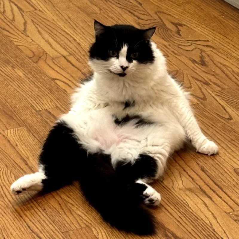 An adult small-sized male Black Domestic Long Hair cat named Phantom for adoption in Long Beach, CA