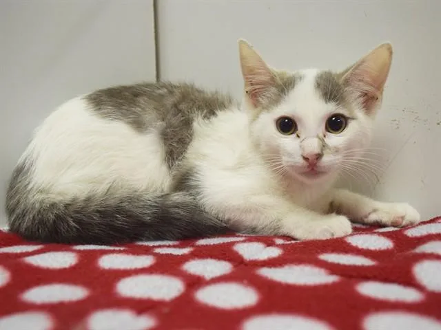 A baby small-sized female Domestic Short Hair cat named Shakira for adoption in Sacramento, CA