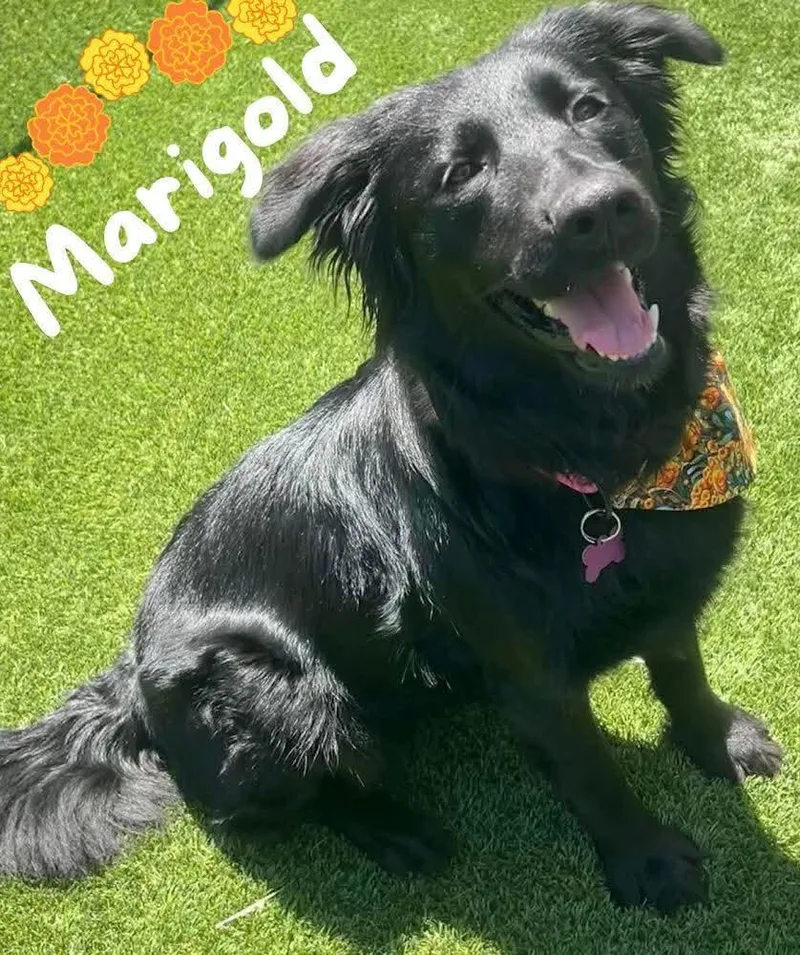 A young medium-sized female Border Collie dog named Marigold for adoption in Washington , PA