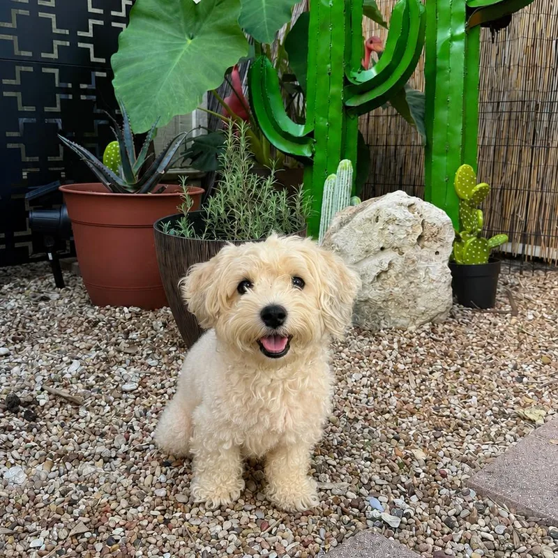 An adult small-sized male White / Cream Bichon Frise dog named Murray Edwin for adoption in Houston, TX