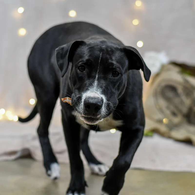 An adult medium-sized female Black Labrador Retriever dog named Enya for adoption in Defuniak Springs, FL
