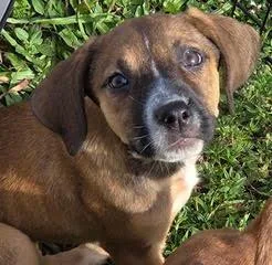 A baby medium-sized female Bicolor Plott Hound dog named Sasha for adoption in Palm City, FL