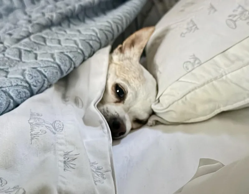 A senior small-sized female White / Cream Chihuahua dog named Daisy for adoption in Fairfax, VA