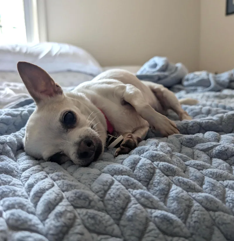 Daisy thumbnail 2