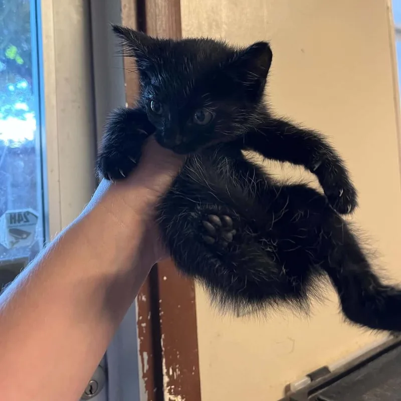 A baby small-sized female Black Domestic Short Hair cat named Mink for adoption in Stephenville, TX