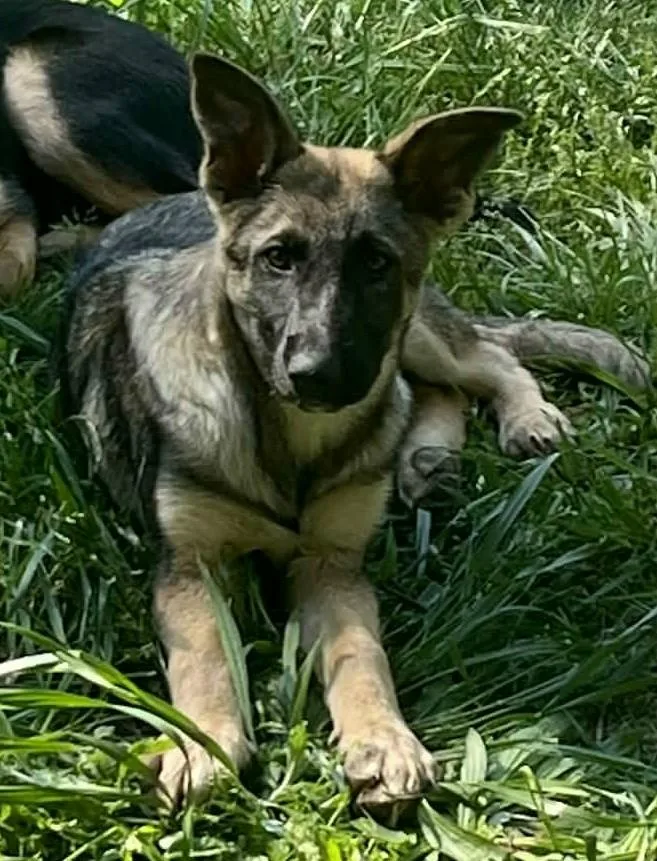 A baby large-sized male Black German Shepherd Dog dog named Ryker for adoption in Gardiner, NY